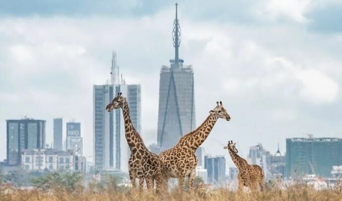Hustle or Die: Why Business Is the Only Way Out for Kenya’s Youth